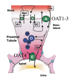 <p>A is OAT1, 2, 3</p><p>B is a transporter for dicarboxylic acid</p><p>C is Na/K transporter</p><p>E is OAT4</p>