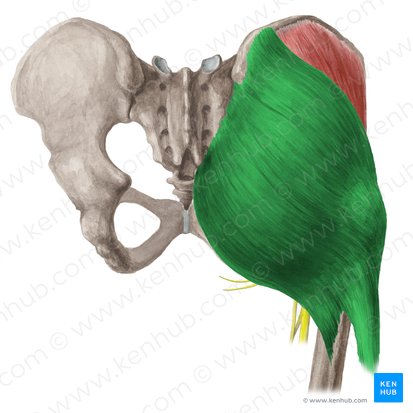 <p>Muscle that is the most superficial, and aids in extension and abduction at the hips</p>