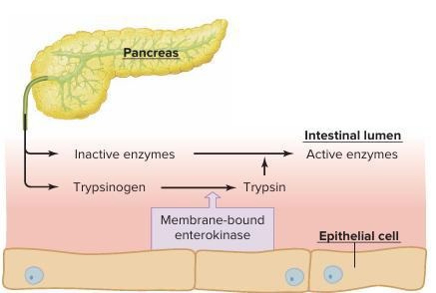 <p>Enteropeptidase (on the intestinal mucosa) converts trypsinogen into active trypsin.</p>