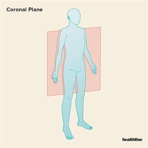 <p>Passes through the body, dividing into front (anterior) and back (posterior) sections</p>