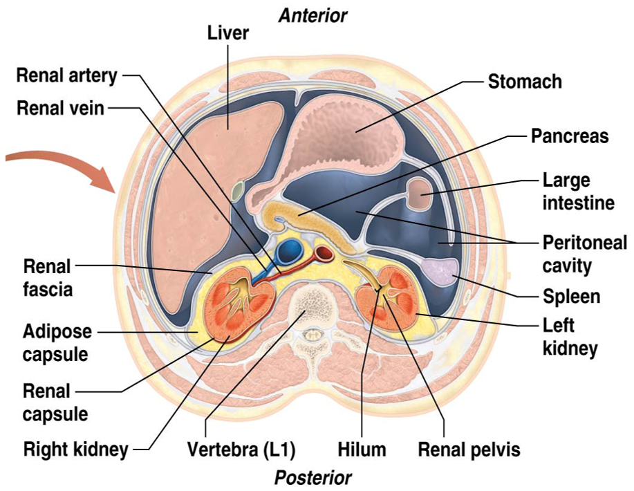 <p><strong>Deepest </strong>external layer of the kidneys.</p><ul><li><p><strong>Thin</strong> layer of <strong>dense irregular connective tissue</strong></p></li><li><p><strong>Covers exterior </strong>of each kidney</p></li><li><p><strong>Protects </strong>kidneys from i<strong>nfection and physical trauma </strong></p></li></ul><p></p>