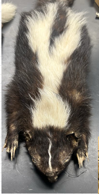 <p>What is the scientific name?</p>