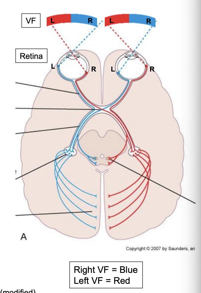 <ul><li><p>to reach the occipital lobe, the visual fields (light) need to first be processed by the retina </p></li><li><p>information from the right VF of each eye will end on the left side of the retina </p></li><li><p>information from the left VF of each eye will end on the right side of the retina </p></li></ul><p></p>