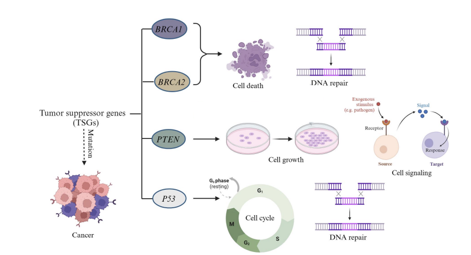 <p>crucial "brakes" for cell division, slowing or stopping cell growth, repairing DNA, and triggering cell death (apoptosis) to prevent uncontrolled proliferation that leads to cancer</p>