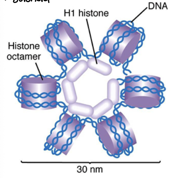 <p>helical coiling of 10nm fibers consisting of 6 nucleosomes</p><p>H1 histone helps pack into circle formation</p>