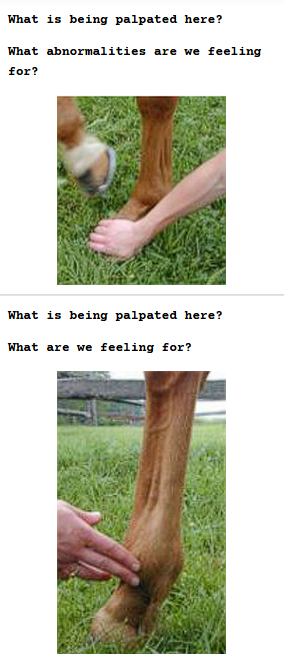 <p>Hoof Palpation</p>
