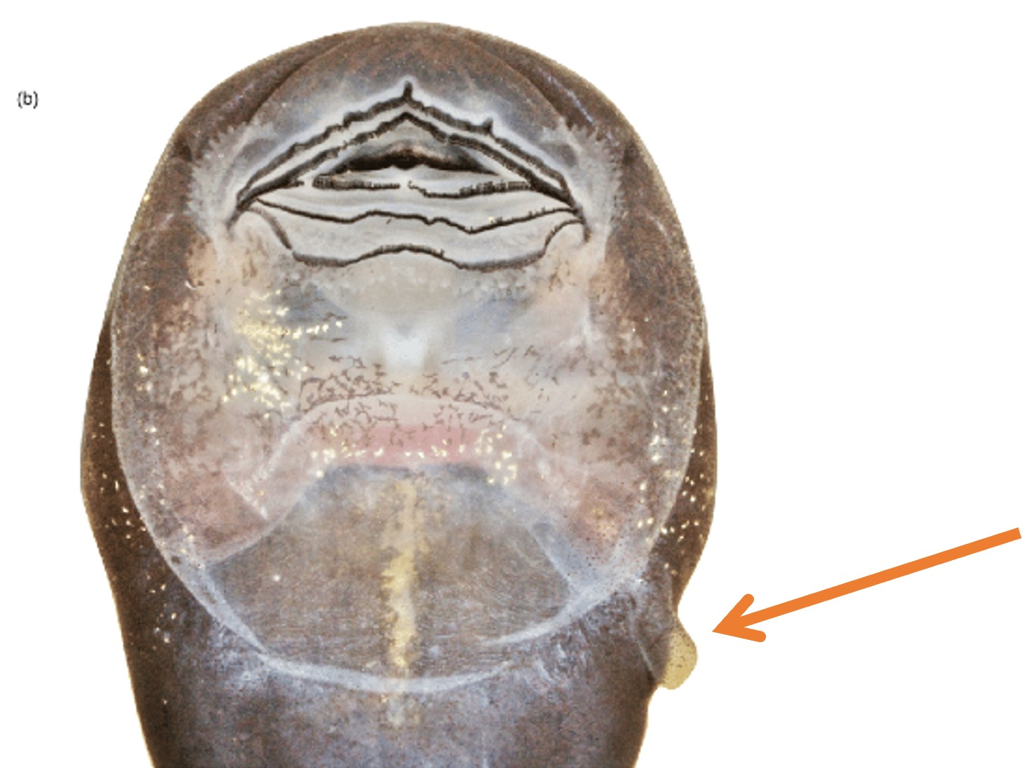 <p>What structure is the arrow pointing to? </p>