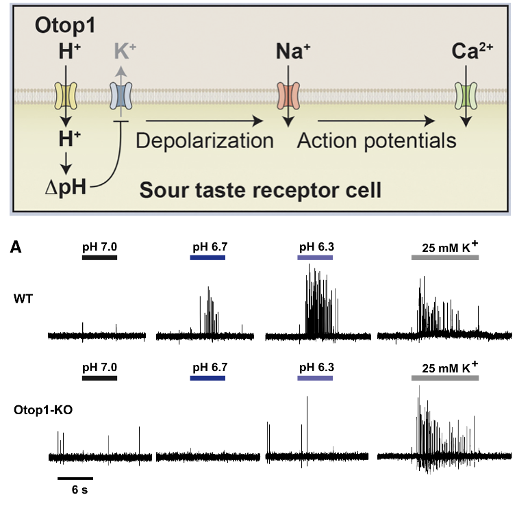 <p>They have severely reduced celluar responses to acids</p><ul><li><p>Figure shows APs recorded from Type III TRCs</p></li></ul><p></p>