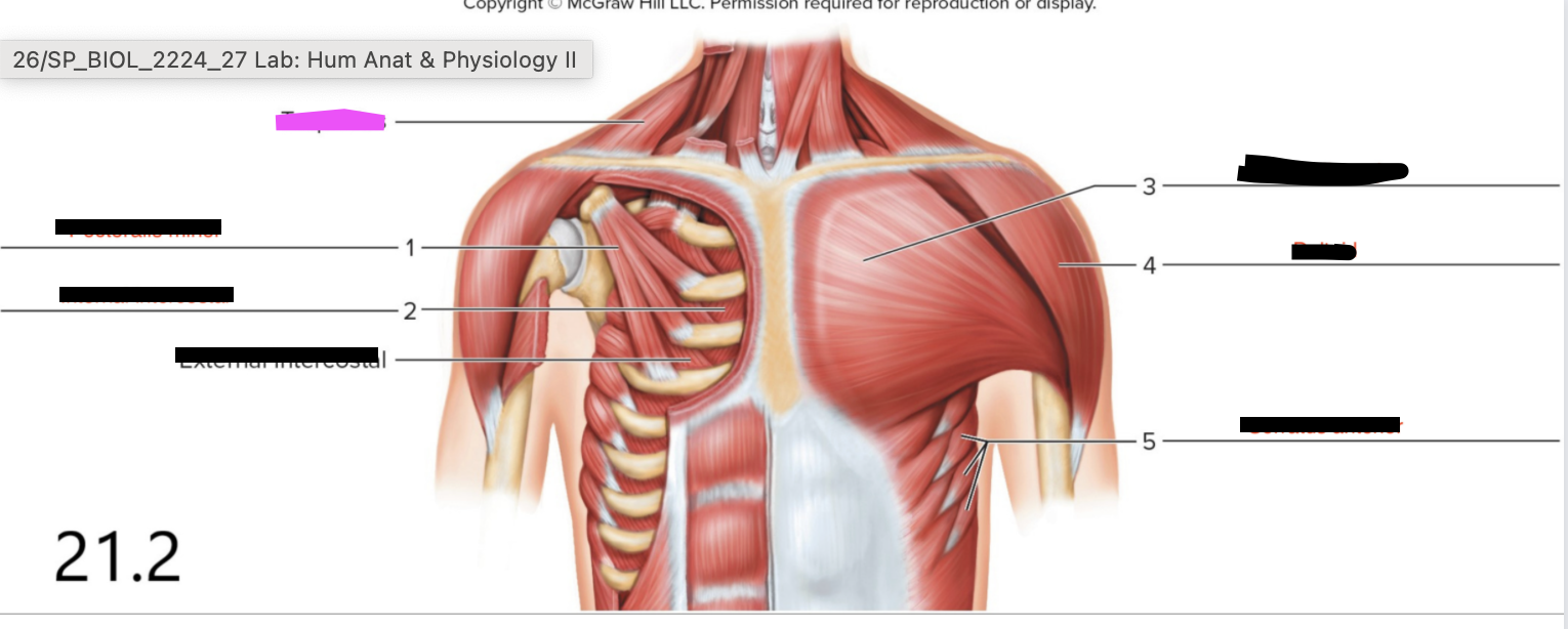 <p>Scapula - to move shoulder</p>