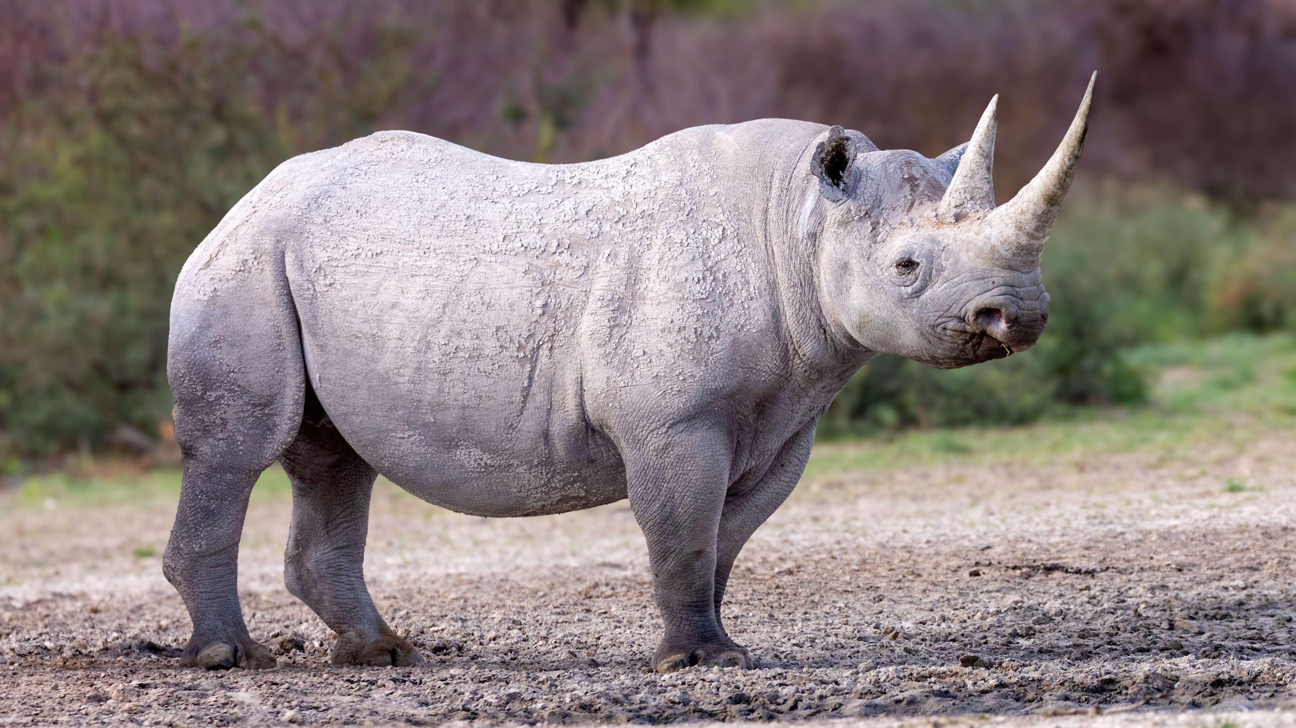 <p>Rhinoceros</p>