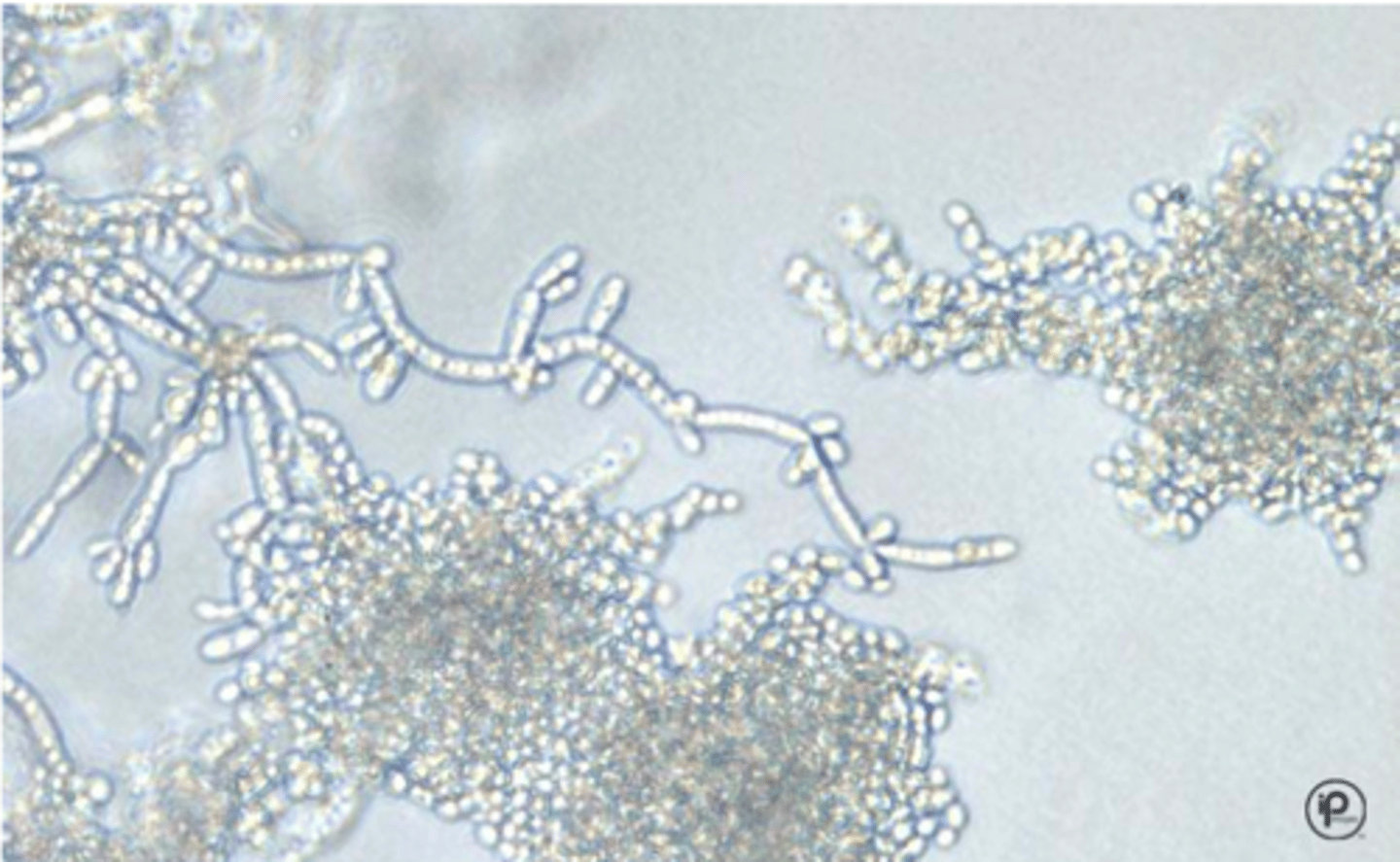 <p>Curved, delicate pseudohyphae with giant cells</p><p>Ovoid or elongate blastoconidia, singly or in short chains/clusters</p>