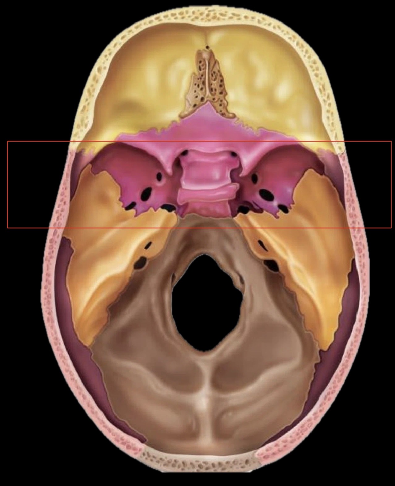 <p>What part of the cranium is this?</p>