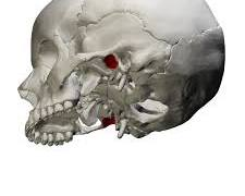 <p>What is this pointing to? What bone is it on?</p>