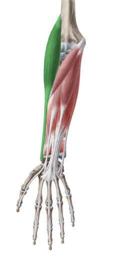 <p>brachioradialis</p>