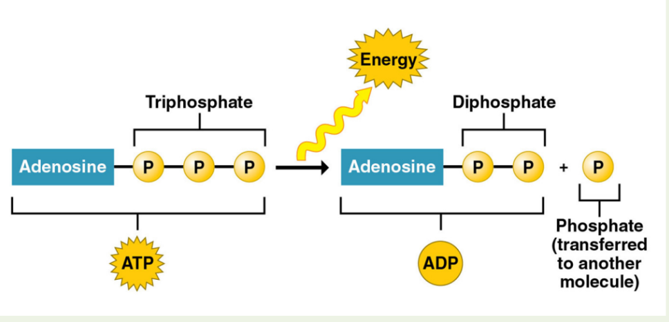 <p>What part of this structure will be removed to release energy?</p>