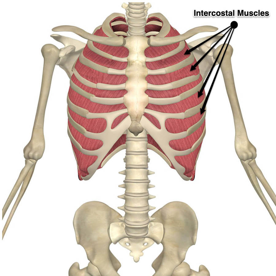 <p>Muscles located between ribs that aid in breathing. </p>