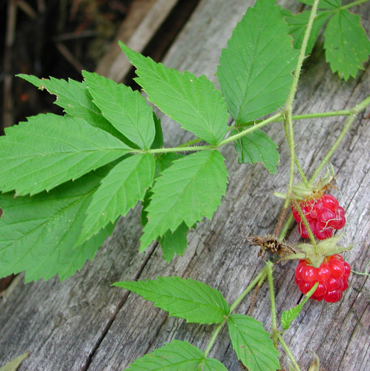 <p>Rosaceae </p><p>American Red Raspberry</p><p>Rose family, white leaf underside, prickles on stem</p>