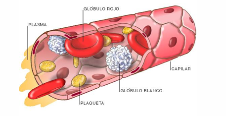 <p>Qué es la sangre?</p><ul><li><p>Tejido fluido que circula por capilares, venas y arterias de todos los vertebrados e invertebrados</p></li><li><p>Es un tejido especial compuesto por células (eritrocitos, glóbulos blancos y plaquetas) en un 45% y una sustancia intercelular líquida (plasma sanguíneo), en un 55%, en la cual están suspendidas las células</p></li></ul><p></p>