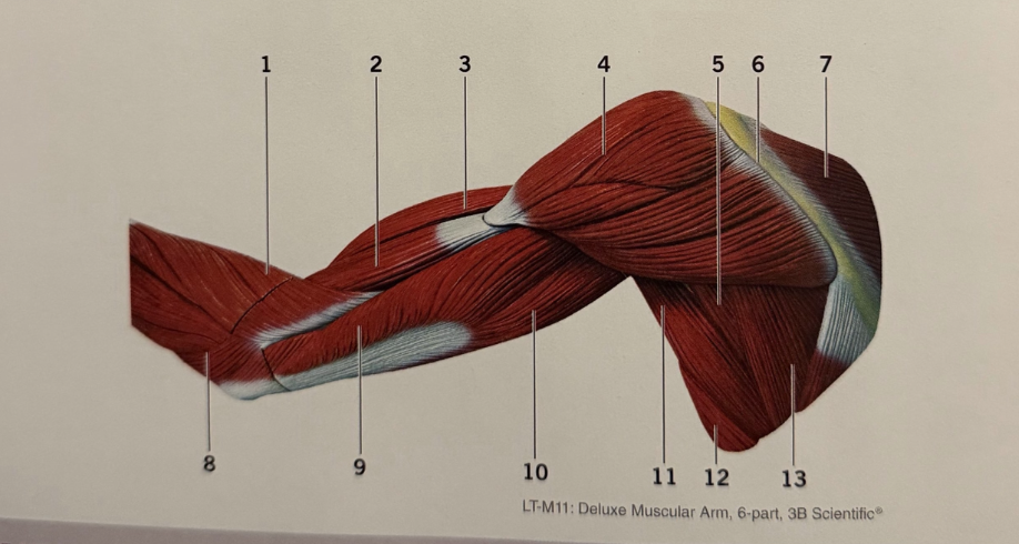 <p>11</p>