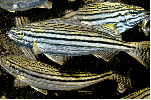 <p>FISHES (Class Actinopterygii)</p>