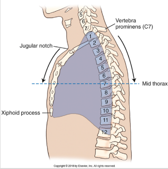 <p>Vertebra prominens</p>