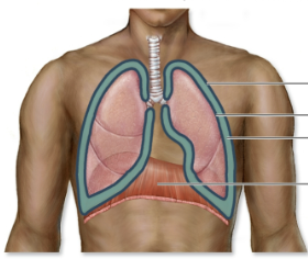 <p>2 pleural cavities</p>