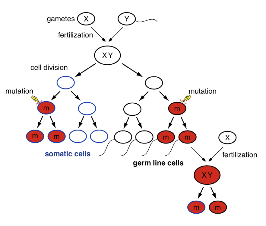<p><strong>In somatic cells:</strong> mutations could kill the cell or make it sick/cancerous → mutation prob inherited by mitotic progeny of the cell, BUT not transmitted to progeny bc somatic cells don’t make gametes</p><p><strong>In the germ line:</strong> there’s possibility that mutation ends up in egg/sperm cell &amp; transmitted to progeny → mutation, if not too deleterious, will become part of the allele repertoire in that population of organisms</p>