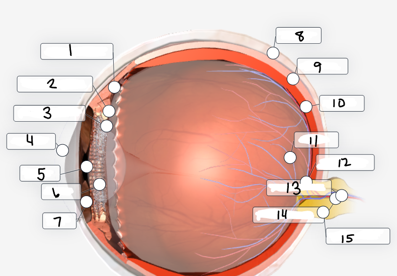 <p>Label the image</p>