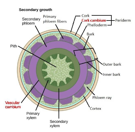 <p><strong>Arises from the pericycle and the cortex </strong></p><ul><li><p>produces periderm (secondary dermal tissue) → bark</p></li></ul><ul><li><p>region of lateral/secondary meristem </p></li></ul><p></p>