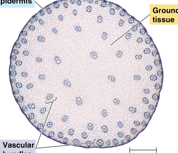 <p>Is this a monocot or dicot stem? Why?</p>