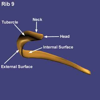 <p>wat is dit? (head)</p>