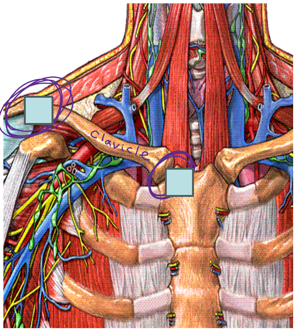 <p>Label + joint type</p>