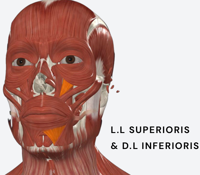 <ul><li><p>draws lower lip inferiorly and laterally </p></li><li><p>exposes lower teeth while smiling </p></li></ul><p></p>