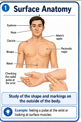 <p>Study of the shape and marks on the outside of the body.<br><strong>Example:</strong> Looking at the muscles you can see under the skin or feeling a pulse at the wrist.</p>