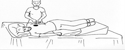 <p>what part of lungs is shaded in the image?</p>
