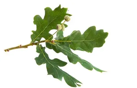 <p>Quercus cerris</p>