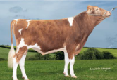 <p>Yellow skin<br><br>From Isle of Guernsey<br><br>Bad meat, gentle, early maturing</p>