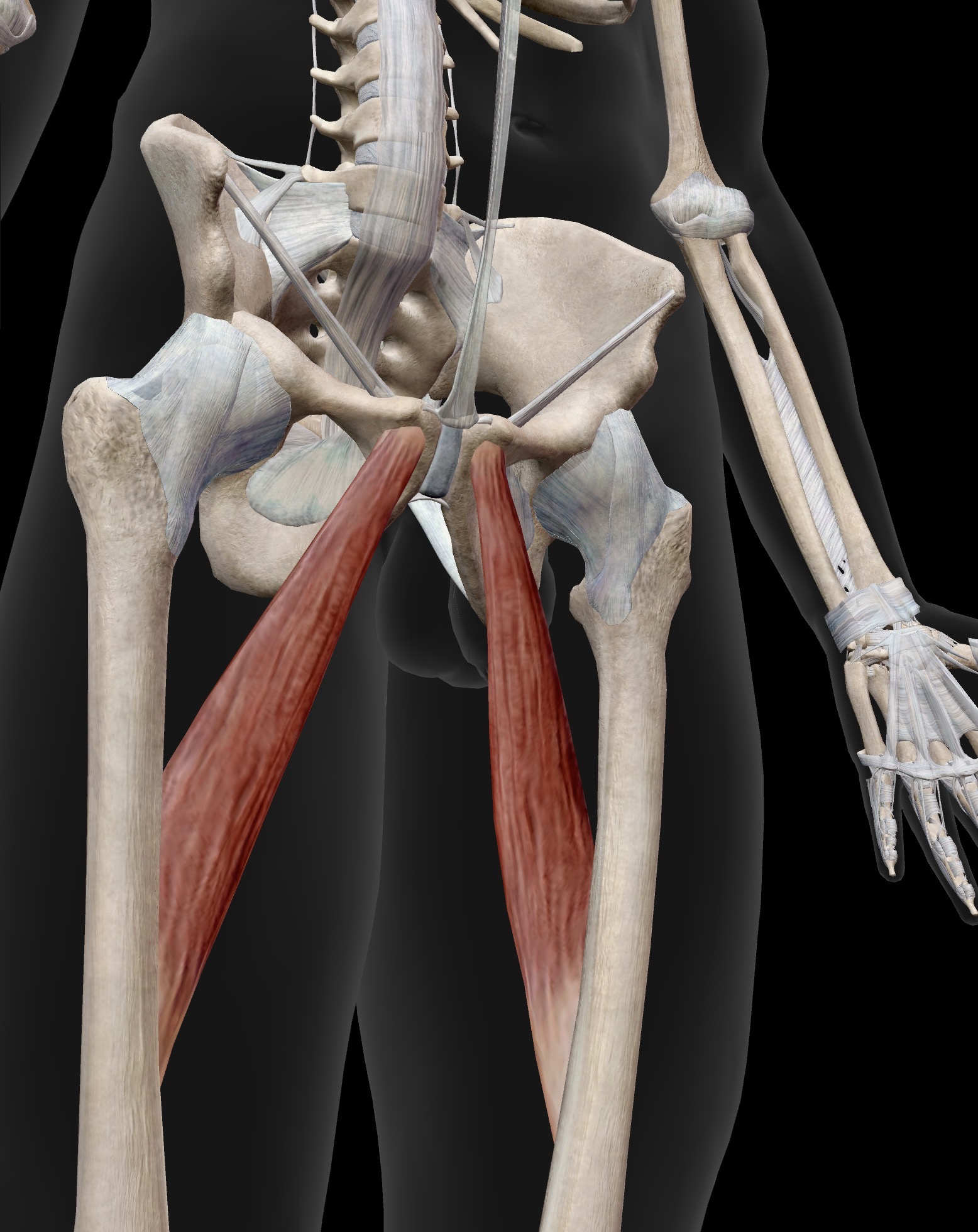 <p>Name the muscle and corresponding letter ( O = origin, I = insertion, A = actions, IN = innervation)</p><p>O</p><p>I</p><p>A</p><p>IN</p>