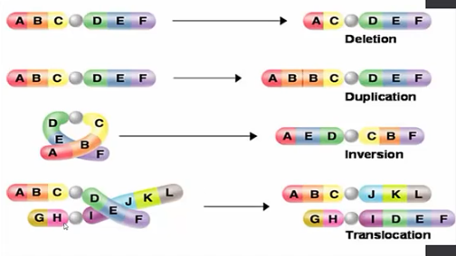 <ul><li><p>Deletion: involves the loss of all or part of a chromosome.</p></li><li><p>Duplication: produces an extra copy of all or parts of a chromosome</p></li><li><p>Inversion: Reverse the direction of parts of a chromosome</p></li><li><p>Translocation: Occurs when parts of one chromosome breaks off and attaches to another</p></li></ul><p></p>