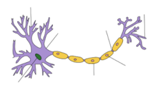 <p>A cell adapted with specific structures to perform a unique function within a multicellular organism.</p>