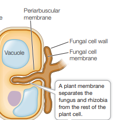 <p>its a specialized, host-derived membrane that envelops fungal arbuscules inside plant root cells during arbuscular mycorrhizal symbiosis.</p>