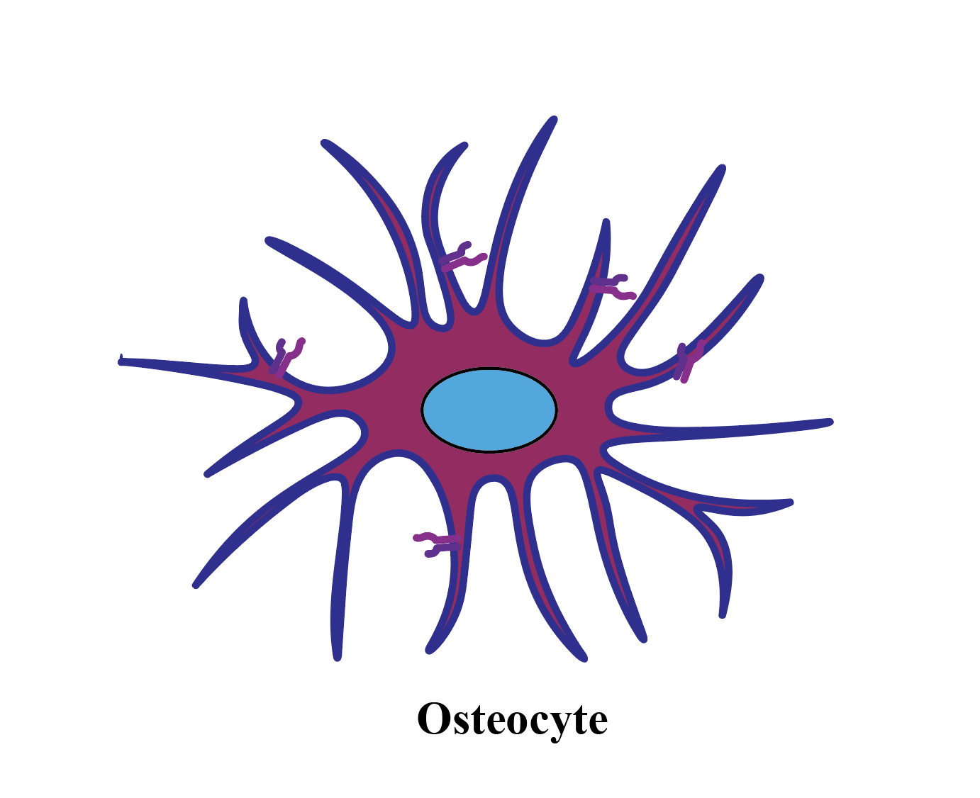 <p>mature bone cell</p>