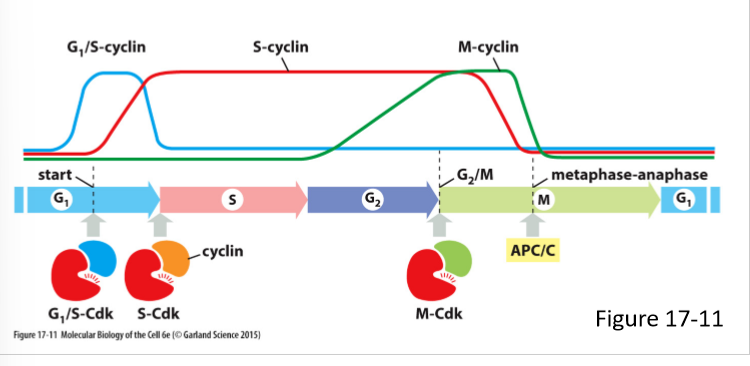 <ul><li><p>Forms S-Cdk complex</p></li><li><p>Binds Cdk soon after progression through the start of the cell cycle</p></li><li><p>Helps stimulate chromosome duplication (S phase) and some early mitosis activities</p></li><li><p>Levels rise after the start in G1 phase and remain elevated until mitosis</p></li><li><p>Contributes to the control of some early mitotic events</p></li></ul><p></p>