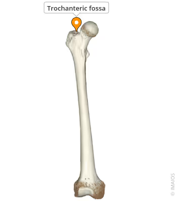 <p>What landmark within Femur?</p>