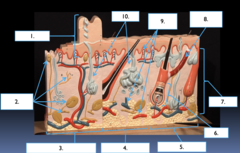 <p>What part of the skin is the section labeled #7?</p>