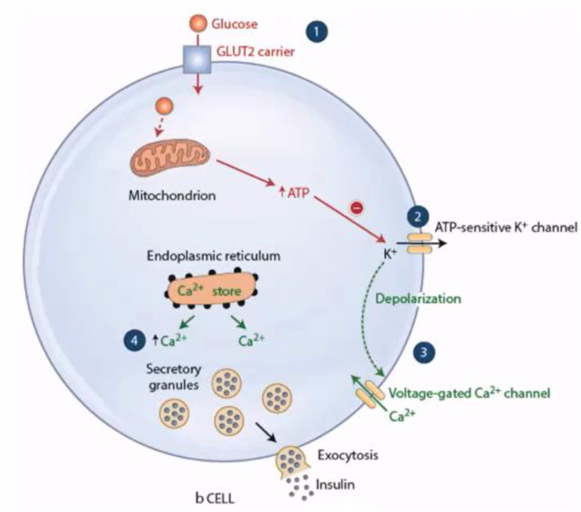 Sulfonylureas close ATP-sensitive K⁺ channels in pancreatic β cells → membrane depolarization → voltage-gated Ca²⁺ channels open → ↑ Ca²⁺ influx → insulin exocytosis.