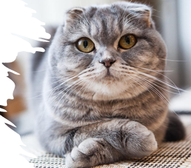 <p>medium size, round head, folded ears, comfortable, charming, quiet, not placid, playful</p><p>12-14 years </p>