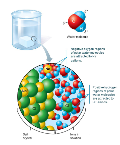 <p>Dissolves and</p><p>dissociates ionic</p><p>substances</p><p>Forms hydration</p><p>(water) layers around</p><p>large polar molecules</p><p>Body’s major transport</p><p>medium</p>
