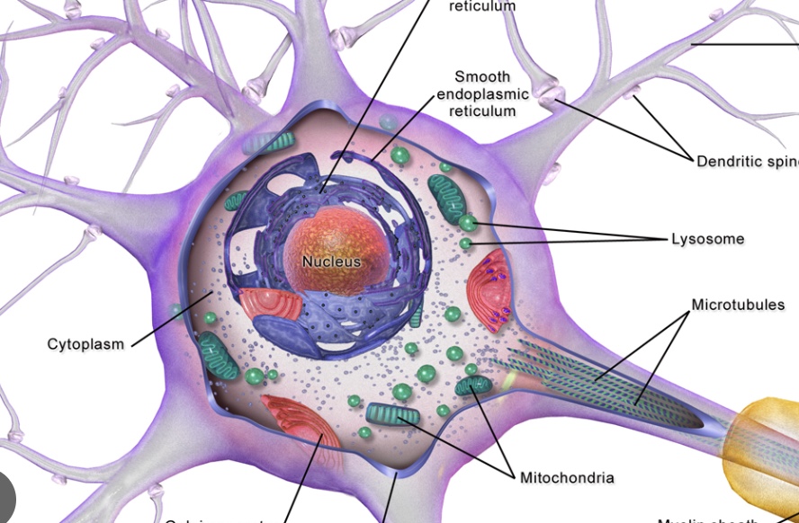 <p>cell body of neuron</p>