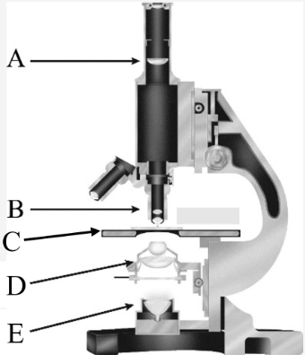<p>Label the microscope.</p>